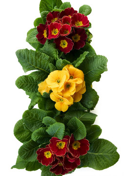 報(bào)春花