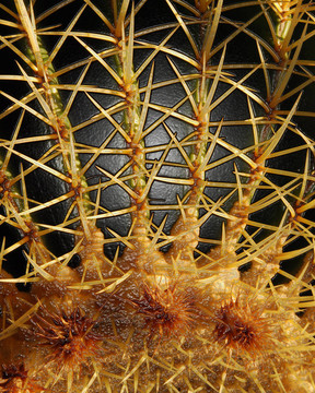 棘手的外星人的手