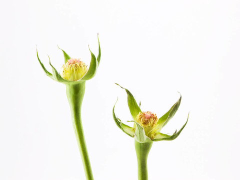 丟失的花瓣