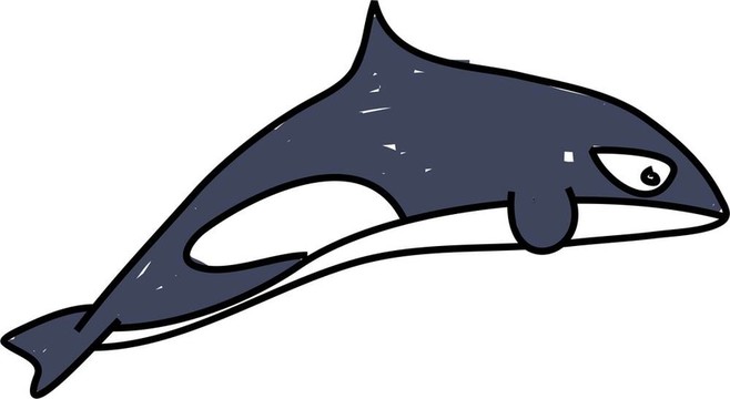 虎鯨
