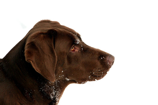 犬簡介