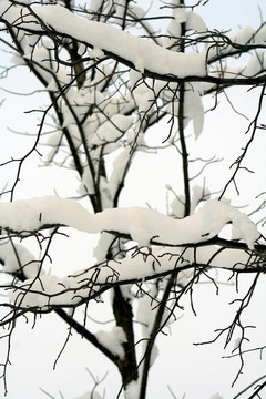 雪的樹(shù)枝