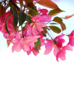 開花枝