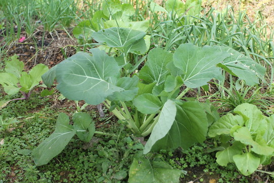 青菜種植
