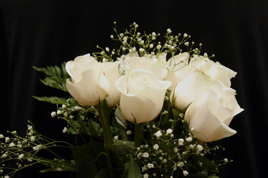 Dozen White Roses形象