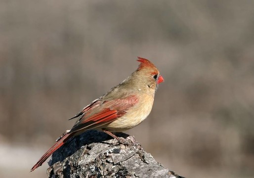 女主