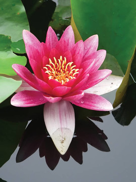 芙蓉花的特寫