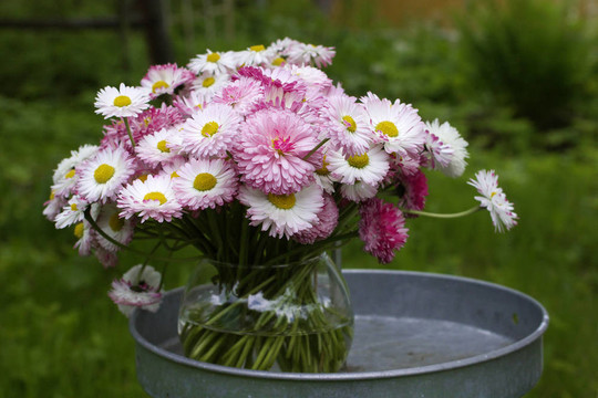 雛菊