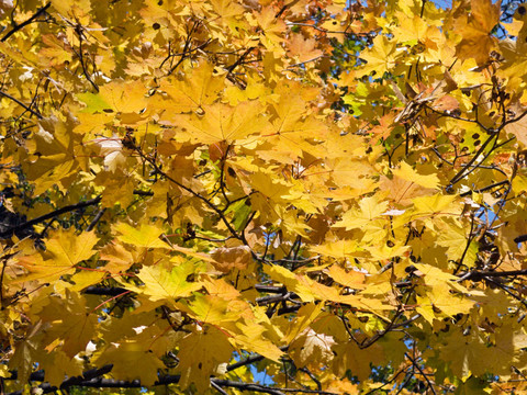 黃色楓葉