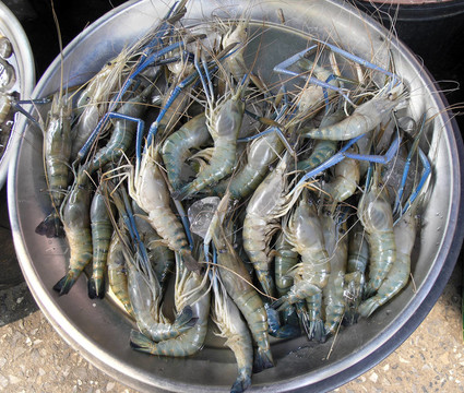 對(duì)蝦