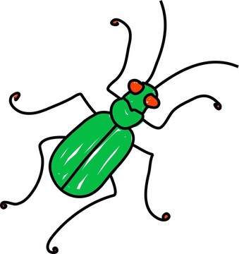 虎甲蟲