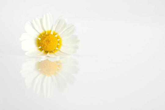 白色背景與反射