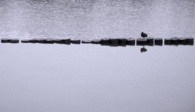 孤獨(dú)的達(dá)克