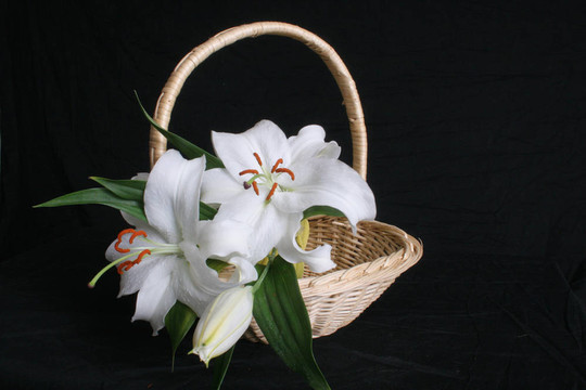 百合在籃子里