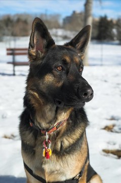 德國(guó)牧羊犬