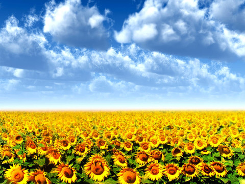 太陽花