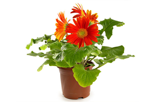 格伯在一個(gè)花盆