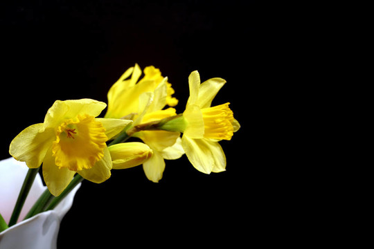 水仙花