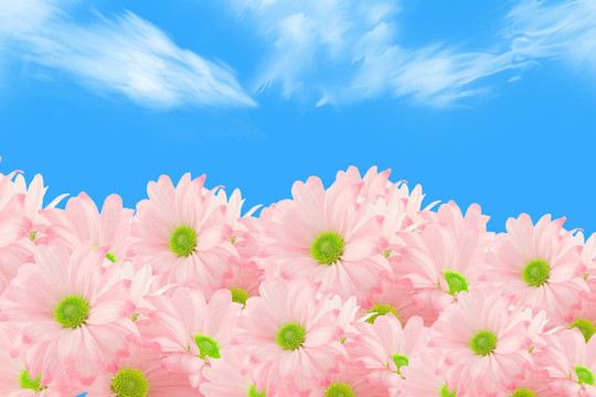 雛菊的背景
