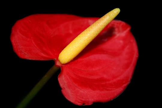 紅掌