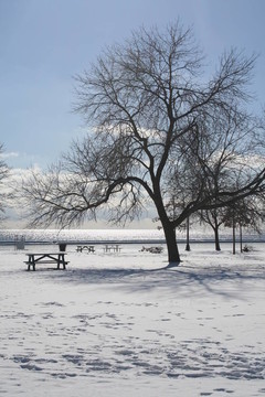 Tree In Snow在湖心島