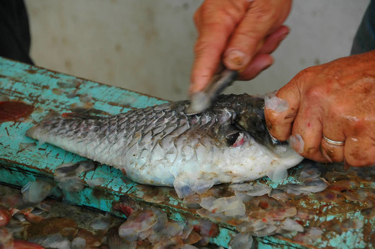 在亞速爾群島釣魚，魚；葡萄牙