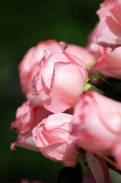 粉薔薇