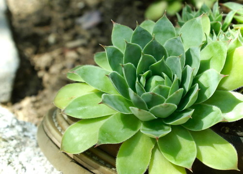 肉質(zhì)植物