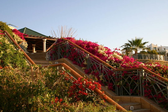 度假村的花園