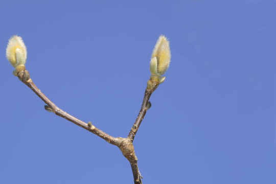 馬格諾利亞芽
