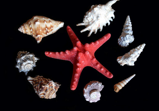 海星