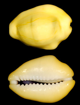 錢殼