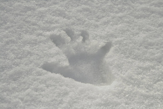 在雪中手工打印