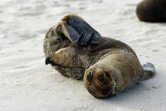Galapagos海豹