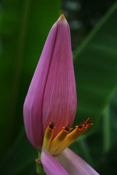 香蕉的花蕾