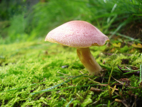 羊肚菌
