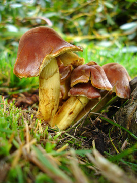 在一個(gè)樹(shù)樁毒菌