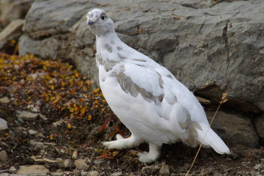 White Ptarmigan