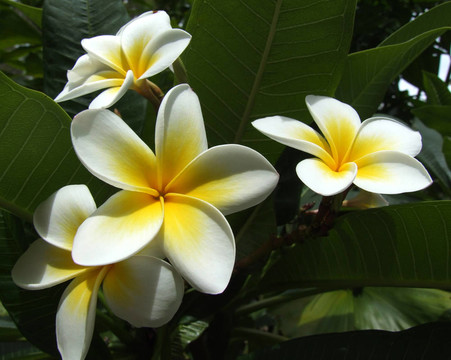 雞蛋花團簇