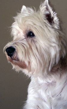 westie