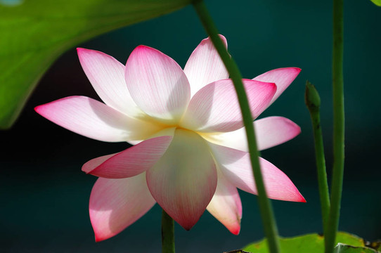 日光燈下的蓮花