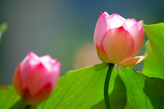 陽(yáng)光下的荷花