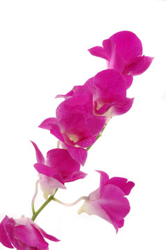 蘭花