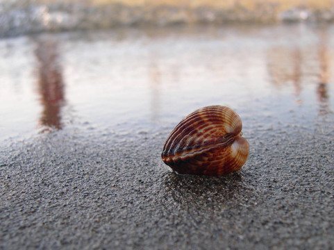 海灘上的貝殼