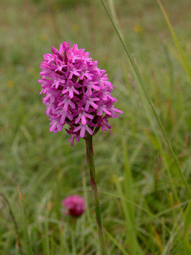 Pyramidil Orchid（acamptis楊）