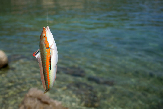 異國情調(diào)的魚