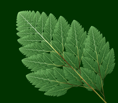 蕨類植物