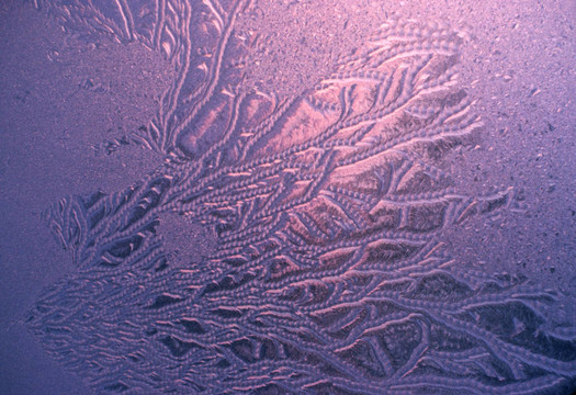 早期的Morning Frost