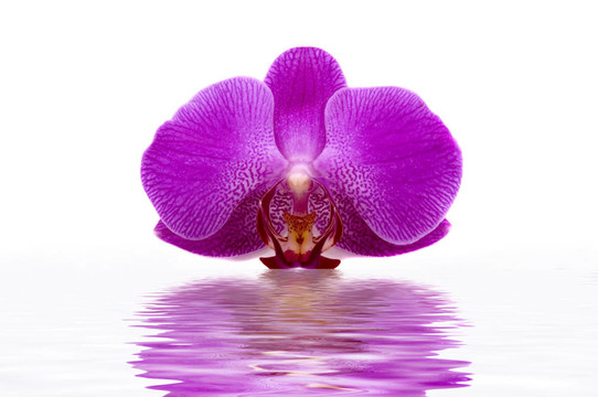 蘭花