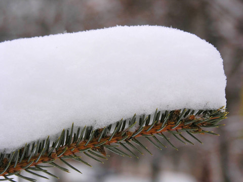 雪堆樅樹